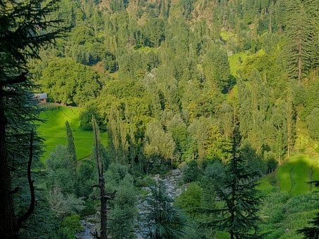 Free Forest Valley photo and picture