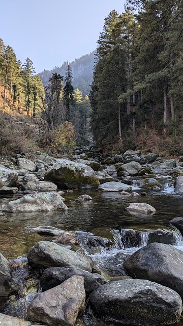 Free River Forest photo and picture