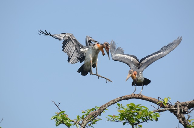 Free Stork Greater Adjutant photo and picture