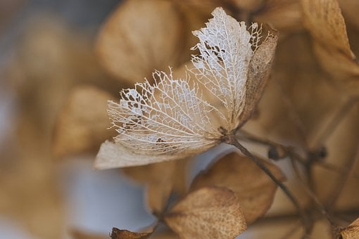 Free Blumen Hortensie photo and picture