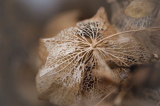 Free Blumen Hortensie photo and picture