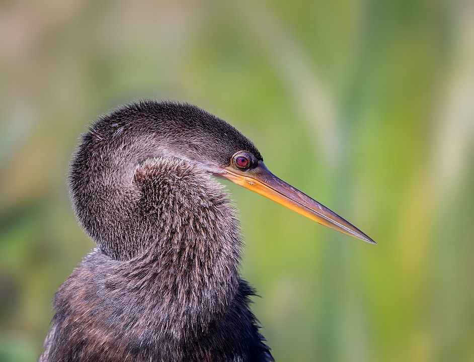 Anhinga Bird Water - Free photo on Pixabay