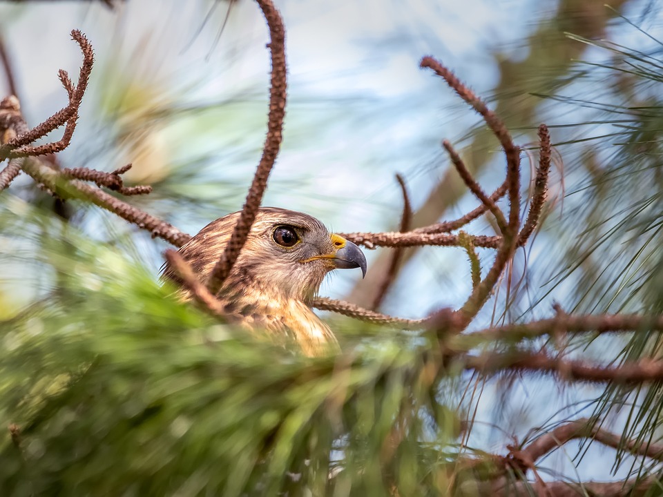 Hawk Raptor Bird Of Prey - Free photo on Pixabay
