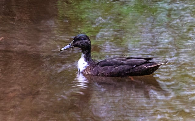 Free Duck Nature photo and picture