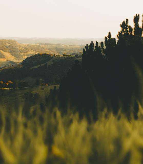Jordbruk, Land, Landskap, Natur, Feltet