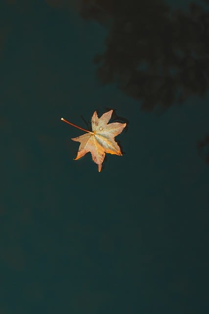 Free Leaf Nature photo and picture