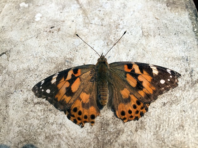 Free Butterfly Nature photo and picture