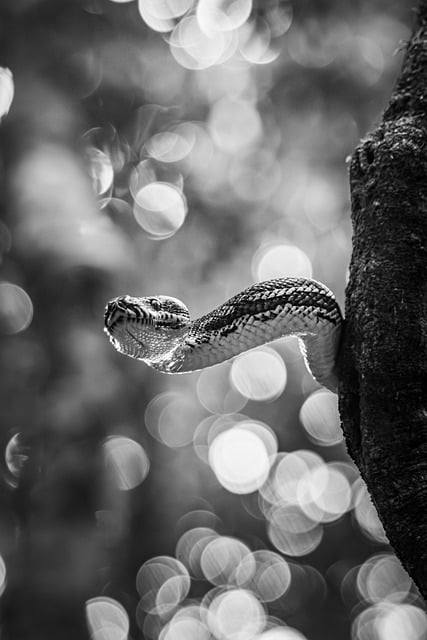 Free Snake Reptile photo and picture