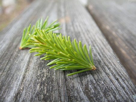 Zes, Hout, Naald, Woud, Spar, Naalden