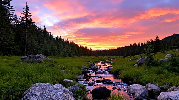 Free Forest Nature illustration and picture