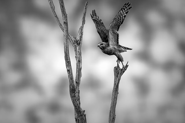Download free HD stock image of Hawk Bird Of Prey Free Hawk Bird Of Prey photo and picture