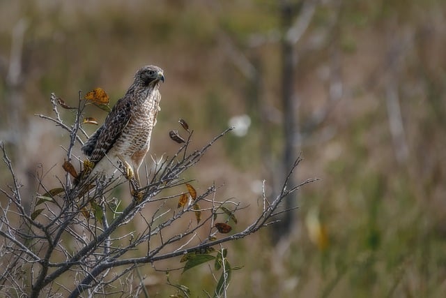 Free Red-Shouldered Hawk Hawk photo and picture