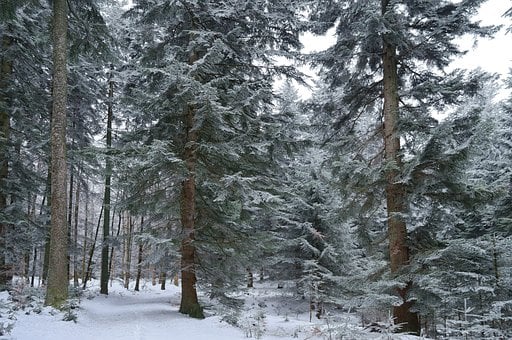 Zima, Krajina Zázrakov, Karpatský, Les