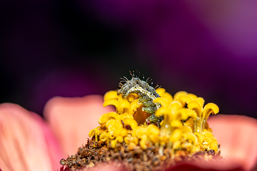 Free Macro Flower photo and picture