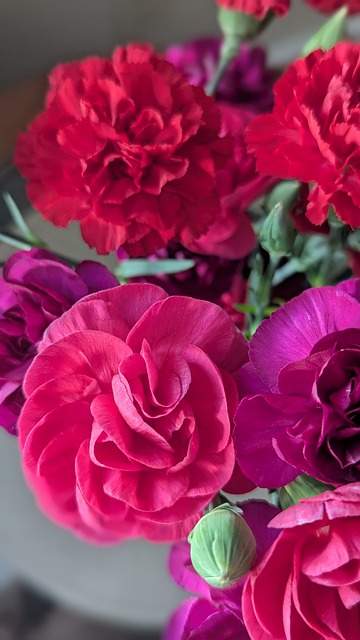 Nellike, Natur, Blomstre, Blomster
