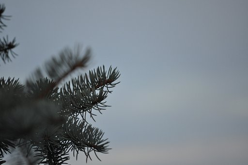 Free Nature Forest photo and picture