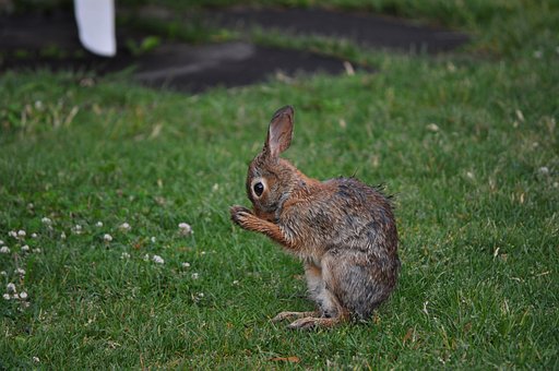 Free Nature Wildlife photo and picture