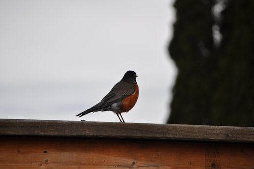 Free Nature Photographer photo and picture