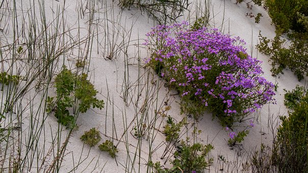 Duna, Plantas, Naturaleza, Color, Flores