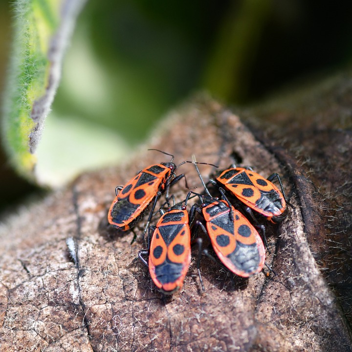 Mit Police Insect Policeman Insect Macro - Free photo on Pixabay