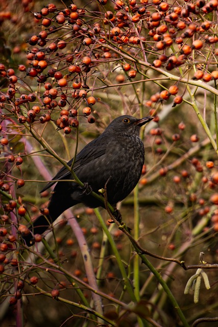 Turdus Merula, Mirlo, Merle Noir, Merle