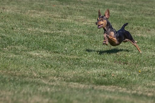Free Dog Running Small Dog photo and picture