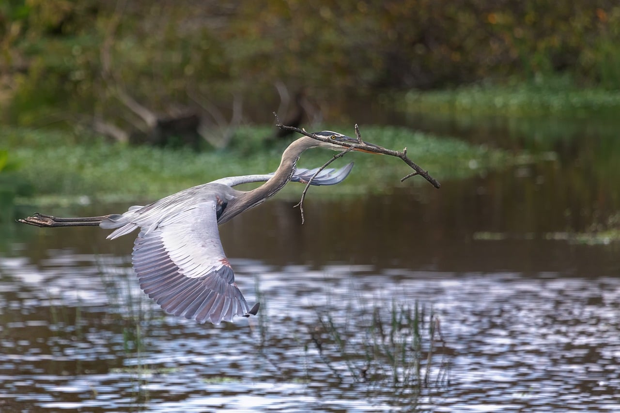 Download free HD stock image of Great Blue Heron Heron In Flight Free Great Blue Heron Heron In Flight photo and picture