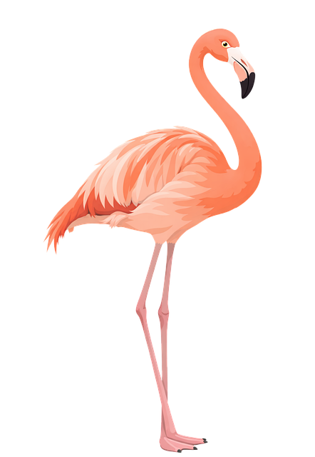 Flamingo, Rosa Flamingo, Flamingo-Vogel