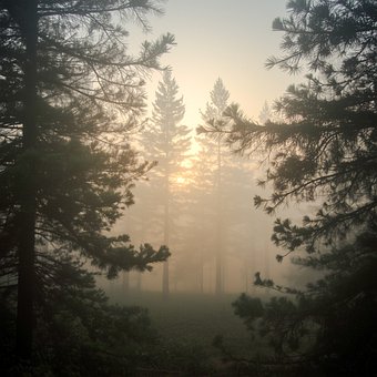 Free Misty Forest Pine Forest photo and picture