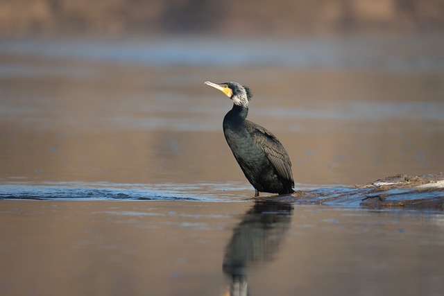 Kormoran, Natur, Vogel, Wasser, Winter