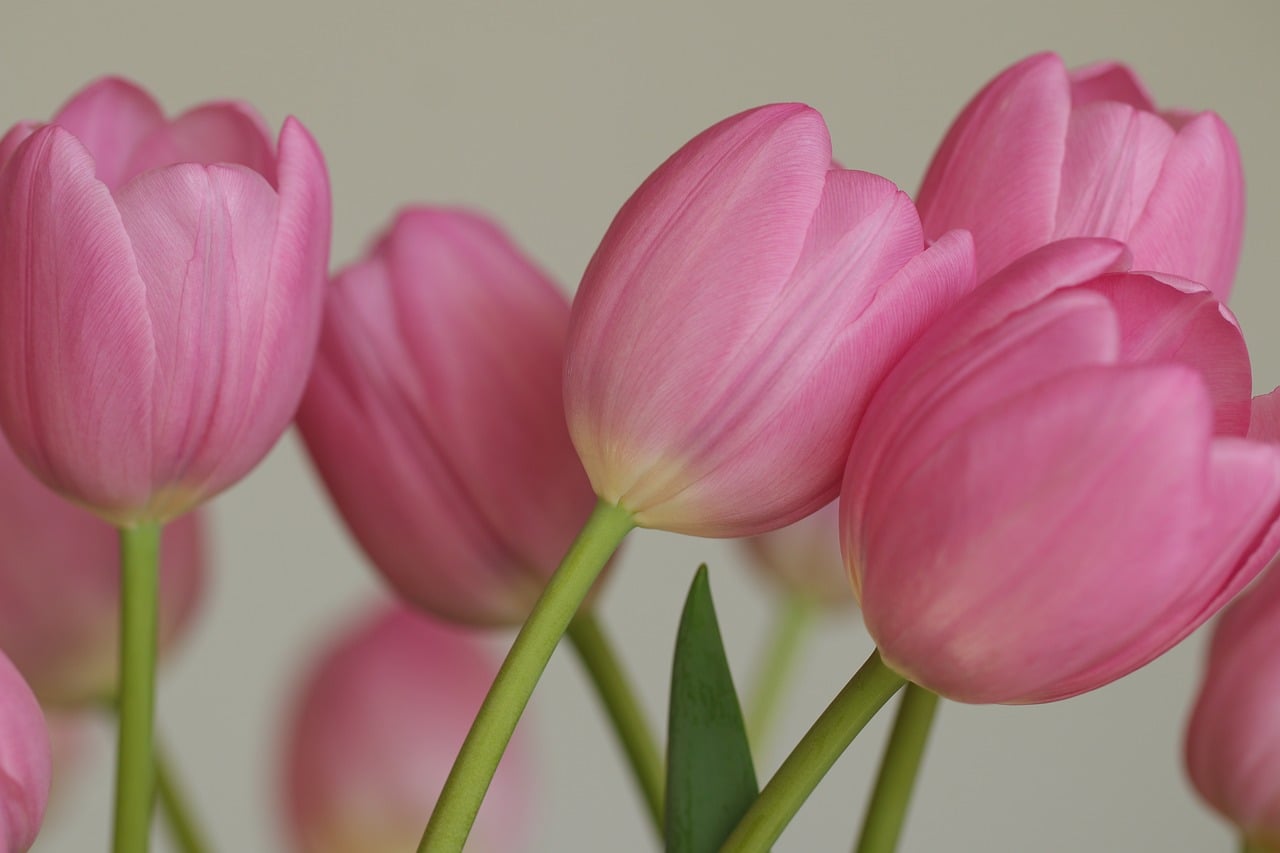 Flowers - free online jigsaw puzzle photo