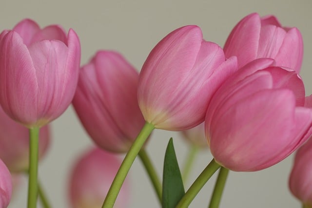 Download free HD stock image of Flowers Free Background Free Flowers Free Background photo and picture
