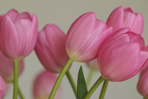 Flores, Fondo De Pantalla 4K