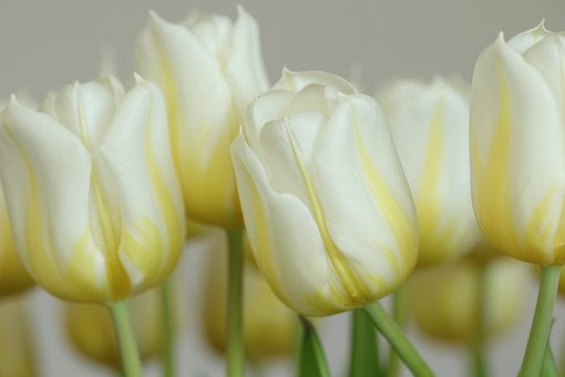 Flores, Fondo De Pantalla Hd, Tulipanes