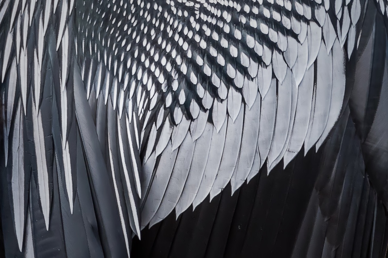 Download free HD stock image of Feathers Bird Feather Free Feathers Bird Feather photo and picture