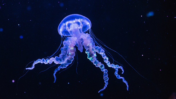 Free Jellyfish Medusa photo and picture