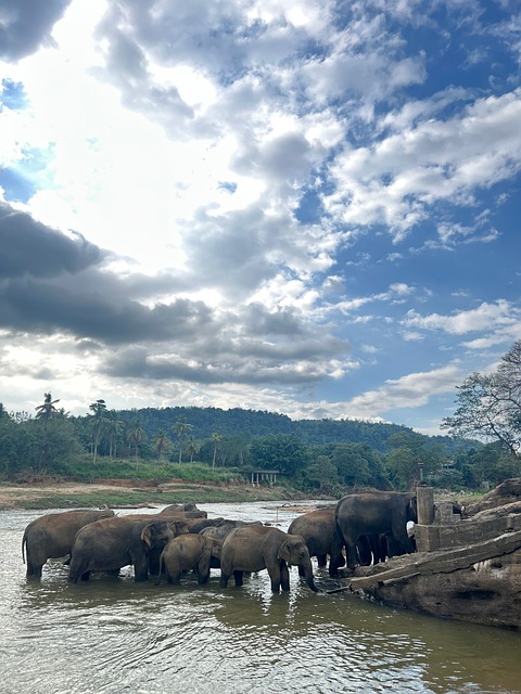 Pinnawala, Sri Lanka, Elefant, Natur