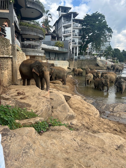 Elefanter, Flod, Sri Lanka, Bader, Dyr