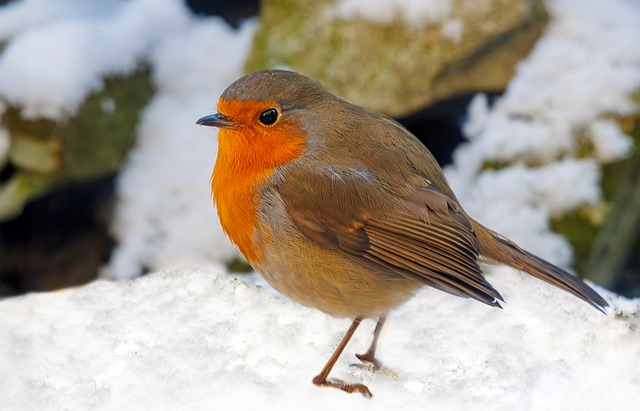 Robin Bird Nature - Free photo on Pixabay
