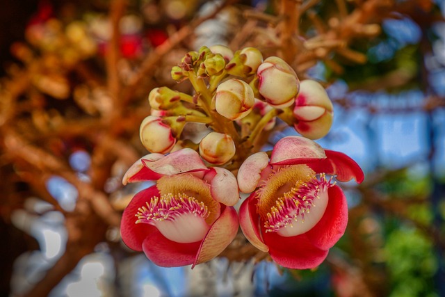 Udon Thani, Thailand, Tropische Blume