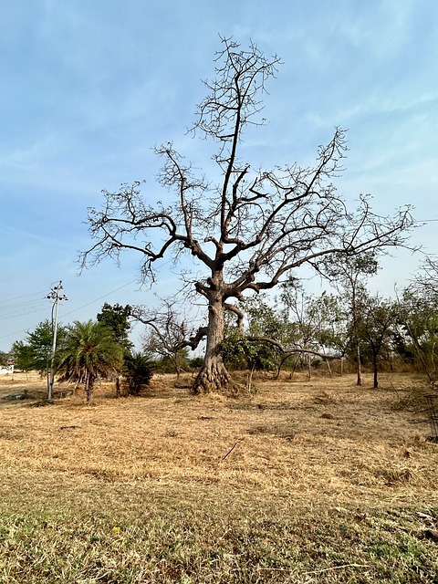Free Tree Nature photo and picture