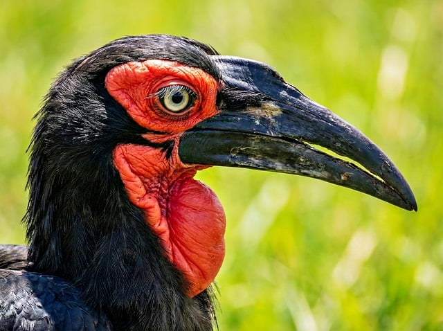 Download free HD stock image of Bird Hornbill Free Bird Hornbill photo and picture