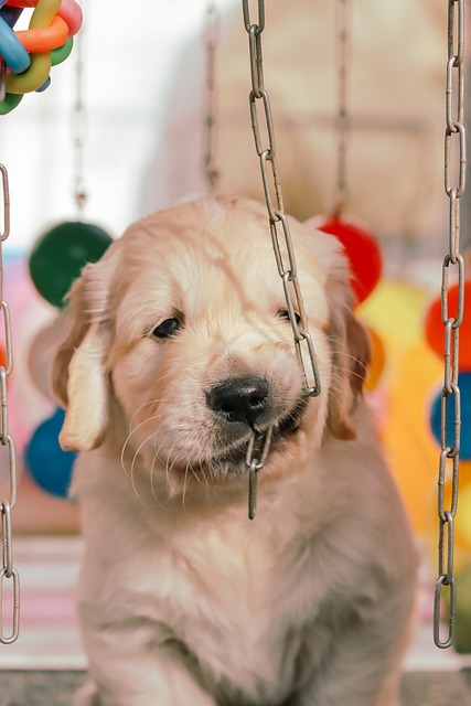 Free Golden Retriever Dog photo and picture