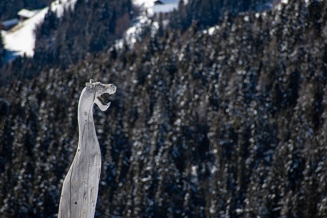 Free Forest Winter photo and picture