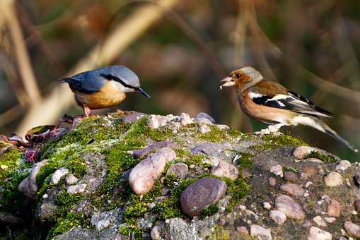 Pájaro, Naturaleza, Animal