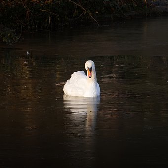 Cisne, Pájaro, Naturaleza, Animal, Agua