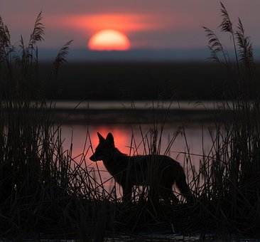 Gouden Jakhals, Zonsondergang, Riet