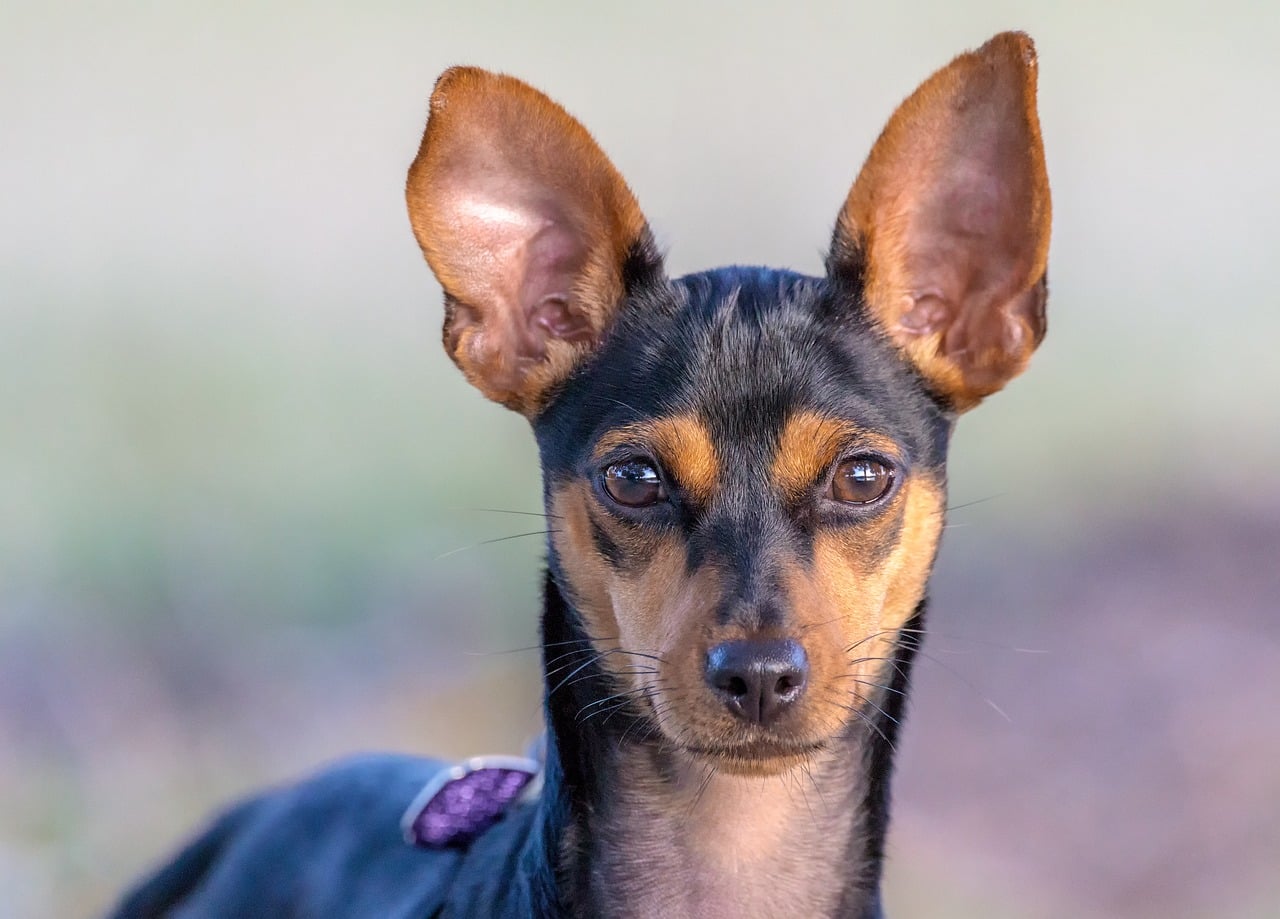 Download free HD stock image of Miniature Pinscher Min Pin Free Miniature Pinscher Min Pin photo and picture