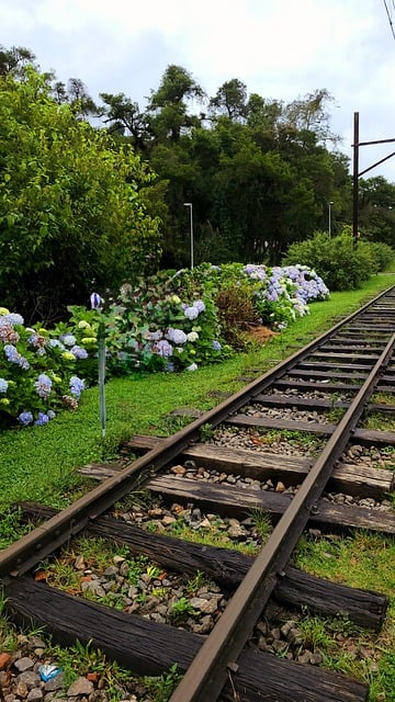 Free Railroad Tracks Hydrangeas photo and picture