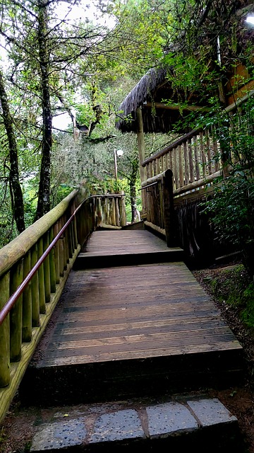 Free Wooden Deck Forest Path photo and picture